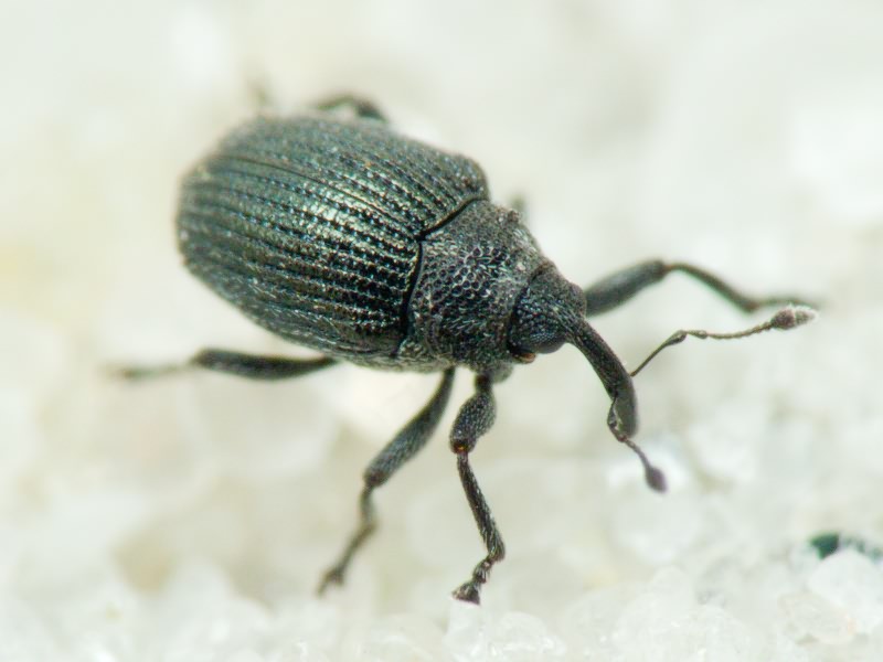 Ceutorhynchus minutus (Reich, 1797)